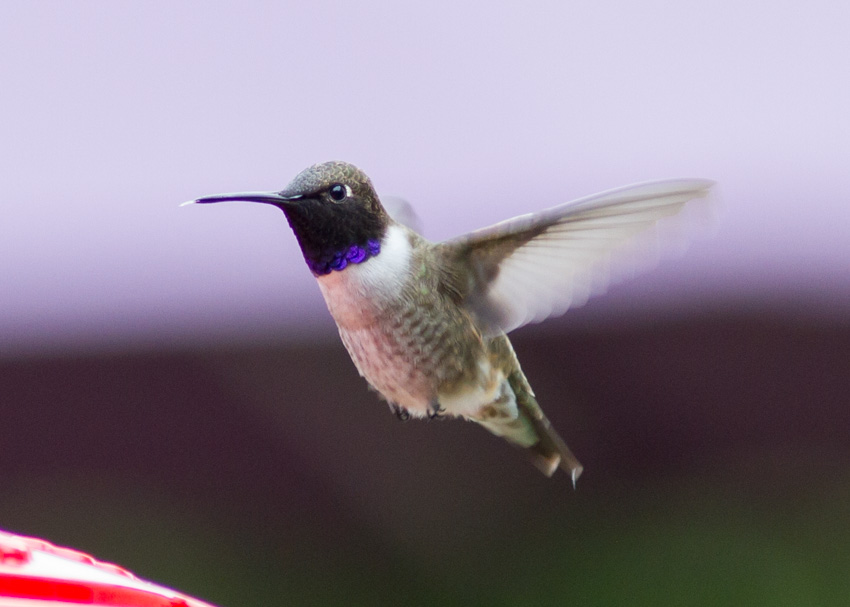 Black-chinned Hummingbird