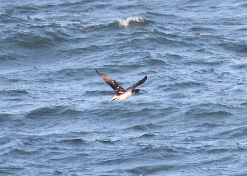 Blue-footed Booby