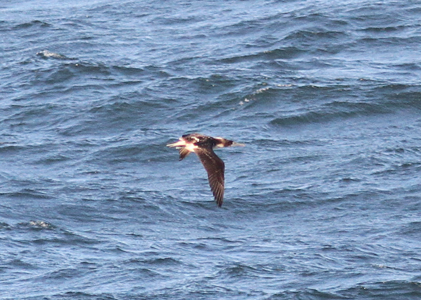 Blue-footed Booby