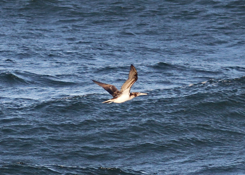 Blue-footed Booby