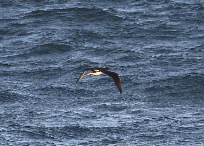 Blue-footed Booby