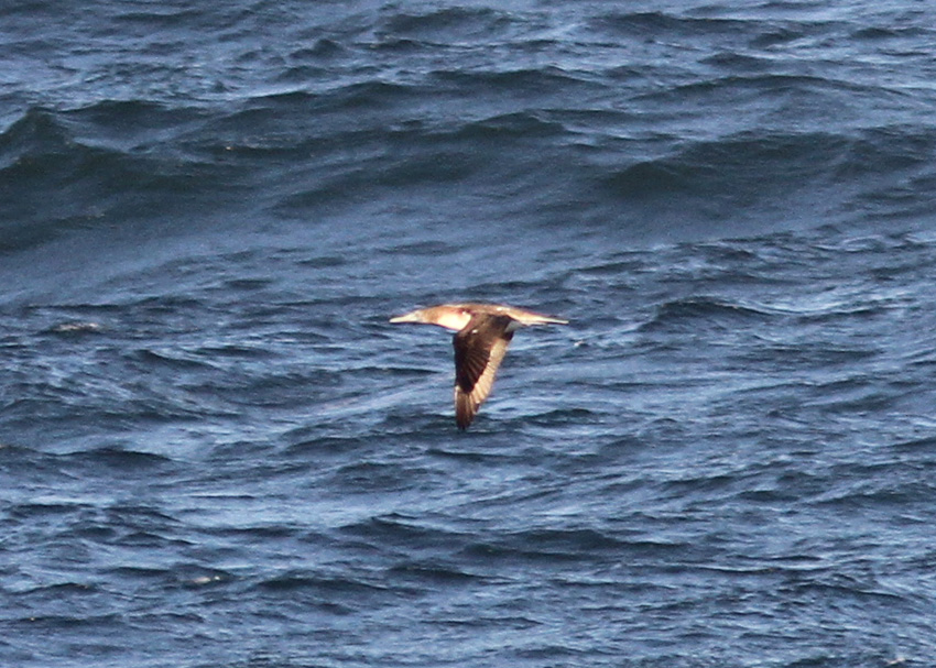 Blue-footed Booby