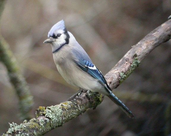 Blue Jay