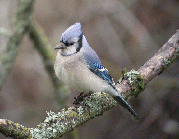 Blue Jay