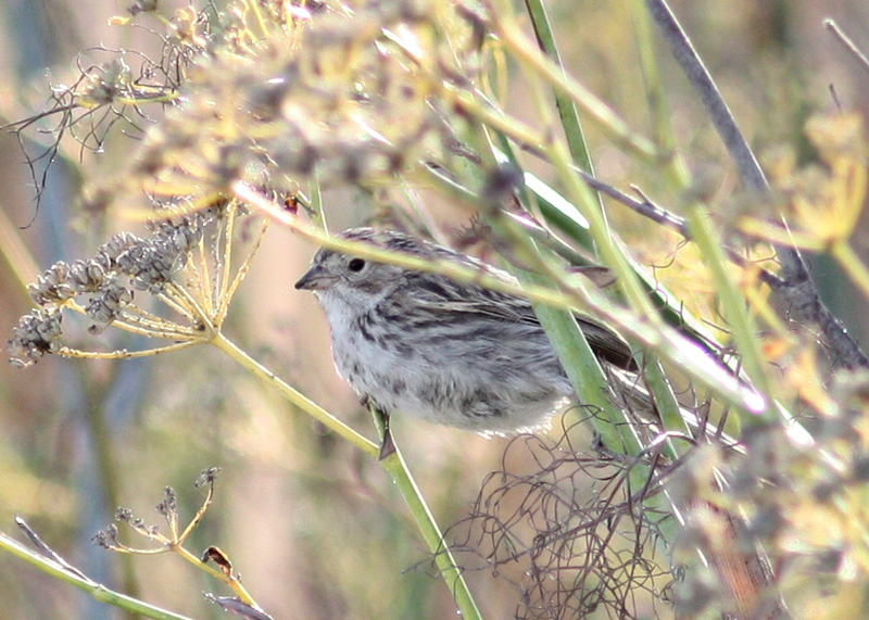 Brewer's Sparrow