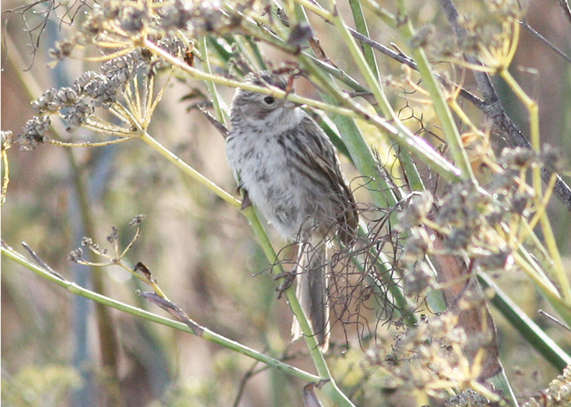 Brewer's Sparrow