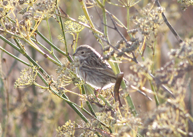 Brewer's Sparrow