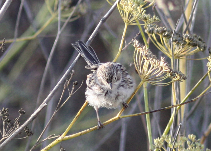 Brewer's Sparrow