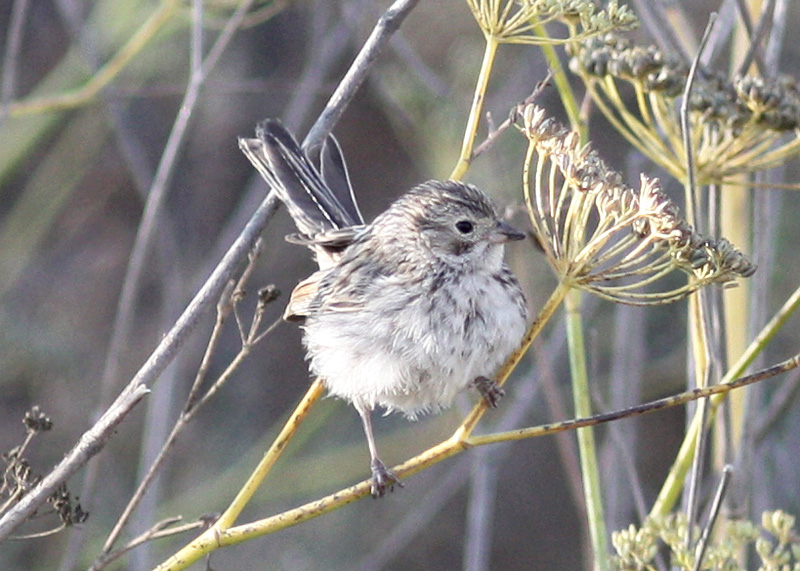 Brewer's Sparrow