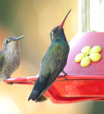 Broad-billed Hummingbird