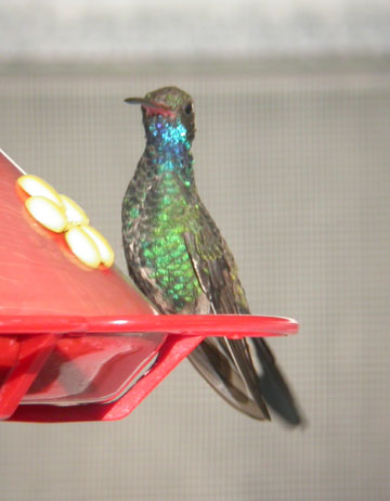 Broad-billed Hummingbird