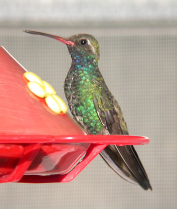Broad-billed Hummingbird