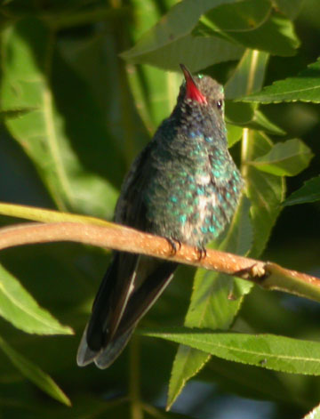 Broad-billed Hummingbird
