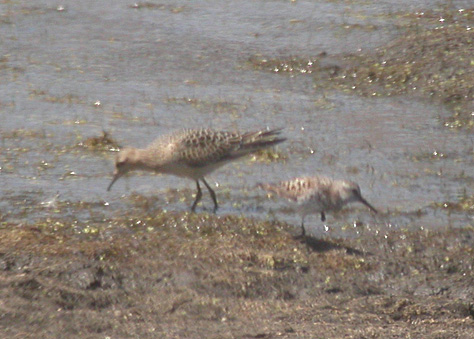 Buff-breasted Sandpiper