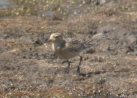 Buff-breasted Sandpiper