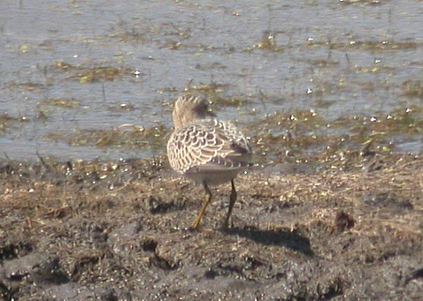 Buff-breasted Sandpiper