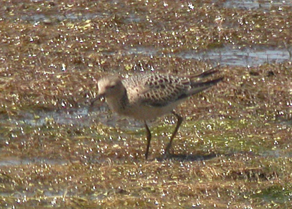 Buff-breasted Sandpiper