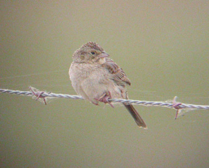 Cassin's Sparrow