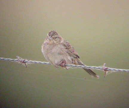 Cassin's Sparrow