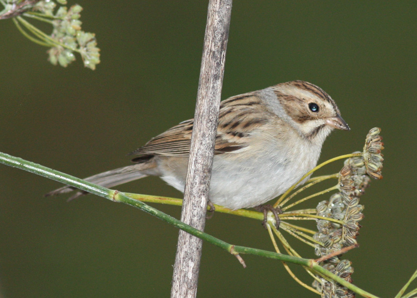 Clay-colored Sparrow
