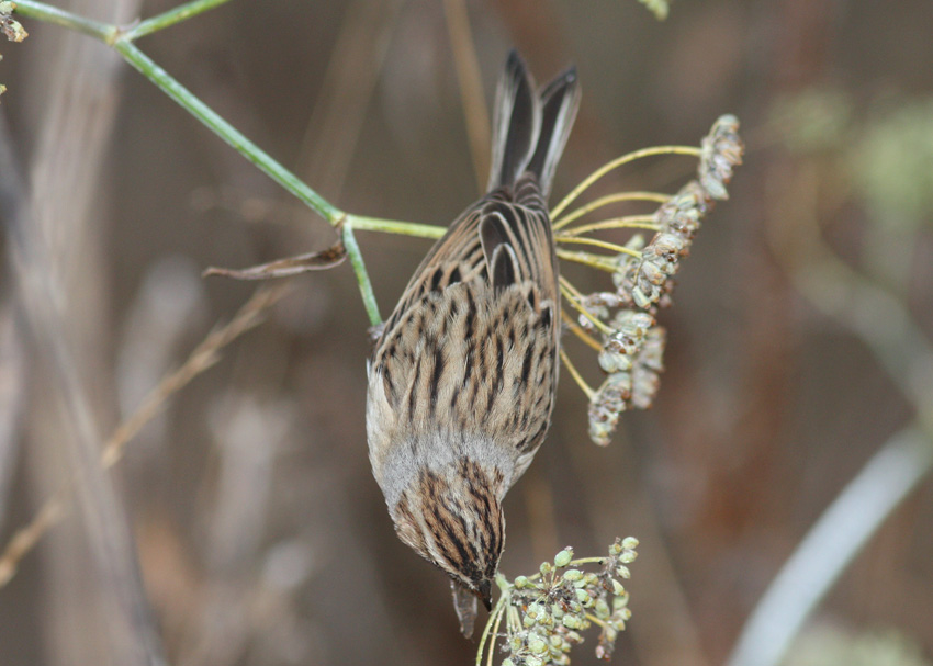 Clay-colored Sparrow