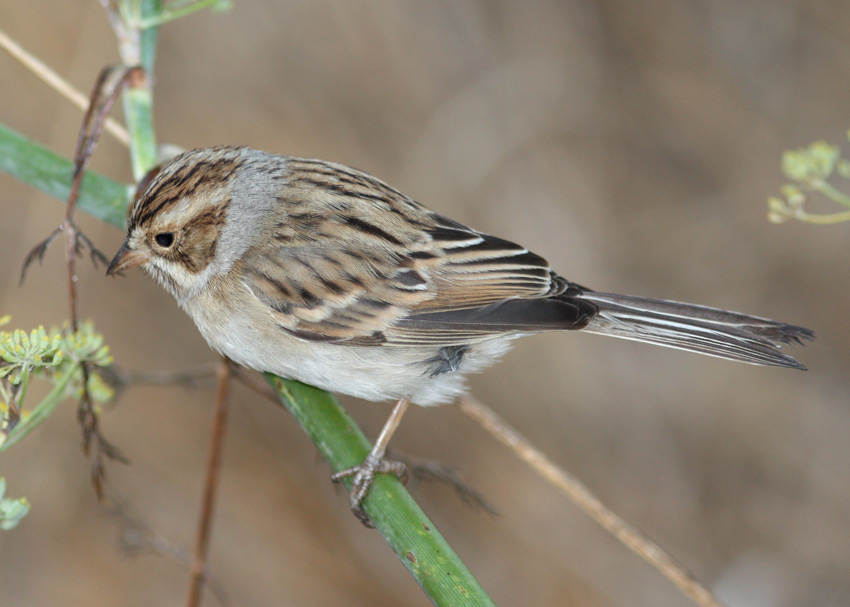 Clay-colored Sparrow