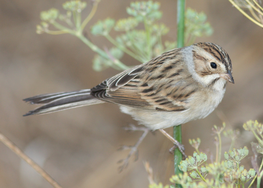 Clay-colored Sparrow