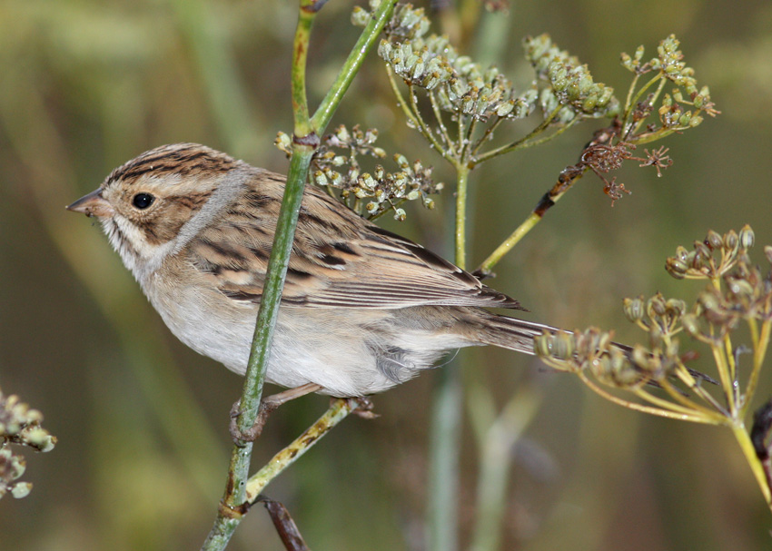 Clay-colored Sparrow