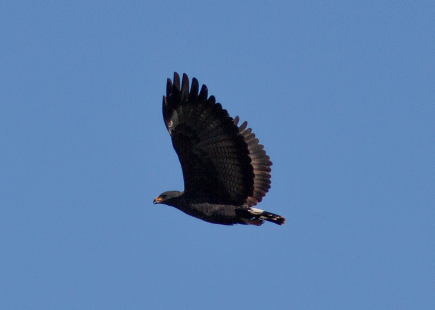 Common Black Hawk