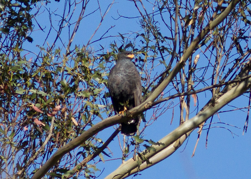 Common Black Hawk