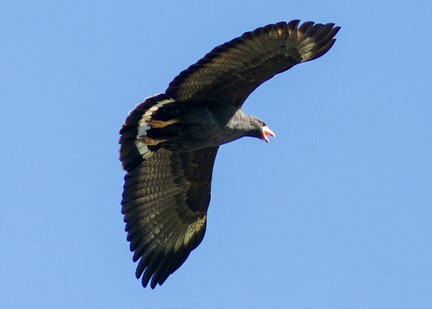 Common Black Hawk