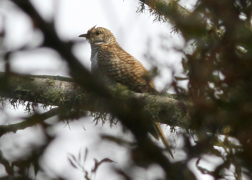 Common Cuckoo