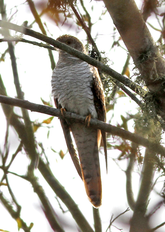 Common Cuckoo