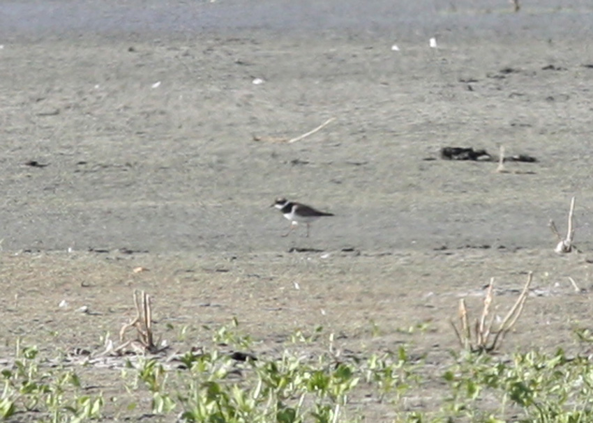 Common Ringed Plover