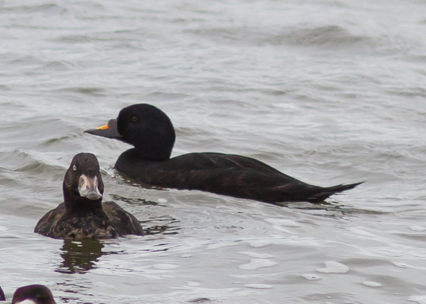 Common Scoter