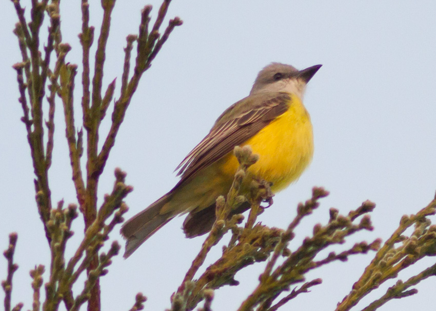 Couch's Kingbird