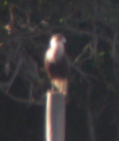 Crested Caracara