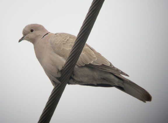 Eurasian Collared-Dove
