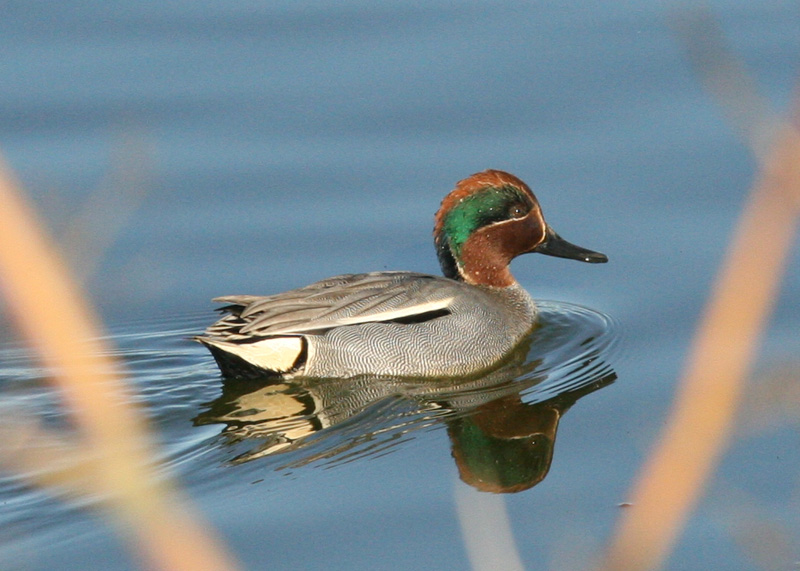 Eurasian Green-winged Teal