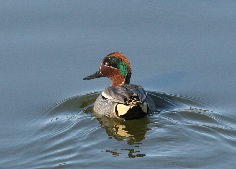 Eurasian Green-winged Teal
