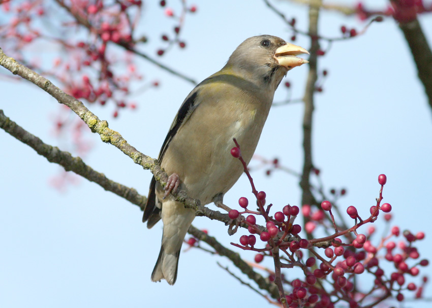 Evening Grosbeak