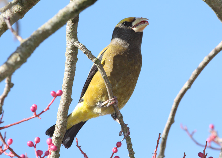 Evening Grosbeak