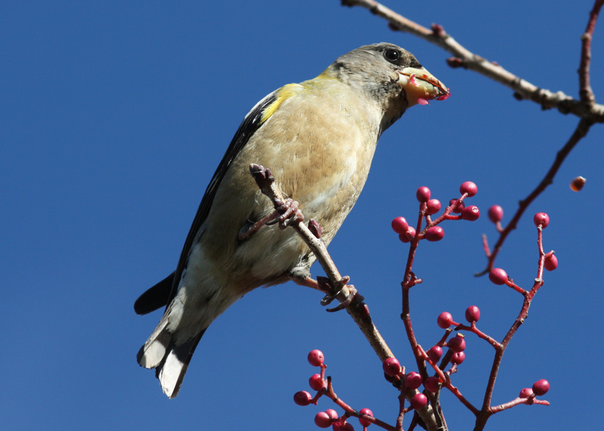 Evening Grosbeak