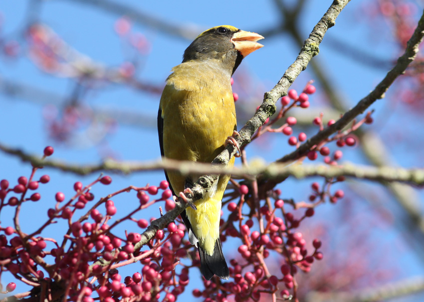 Evening Grosbeak