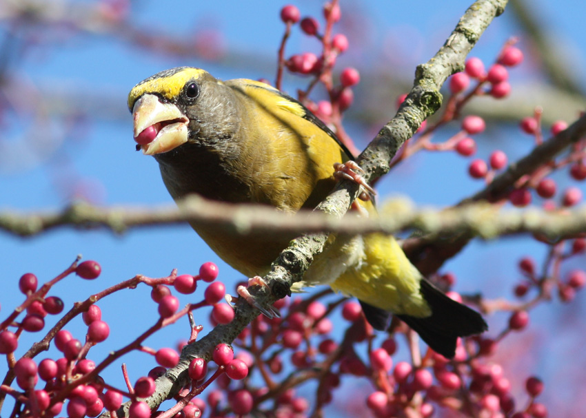 Evening Grosbeak