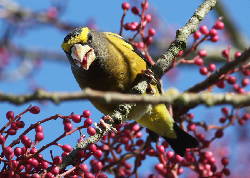 Evening Grosbeak