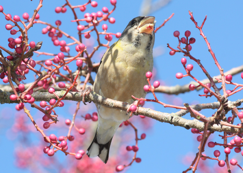 Evening Grosbeak