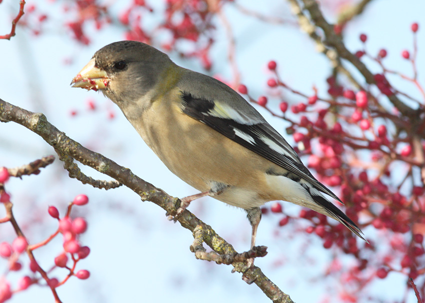 Evening Grosbeak