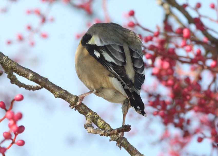 Evening Grosbeak