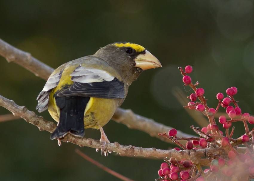 Evening Grosbeak